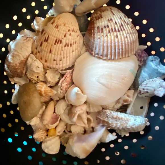 SANIBEL Shells (collected) Mixed Lots For Crafts - Picture 6 of 8